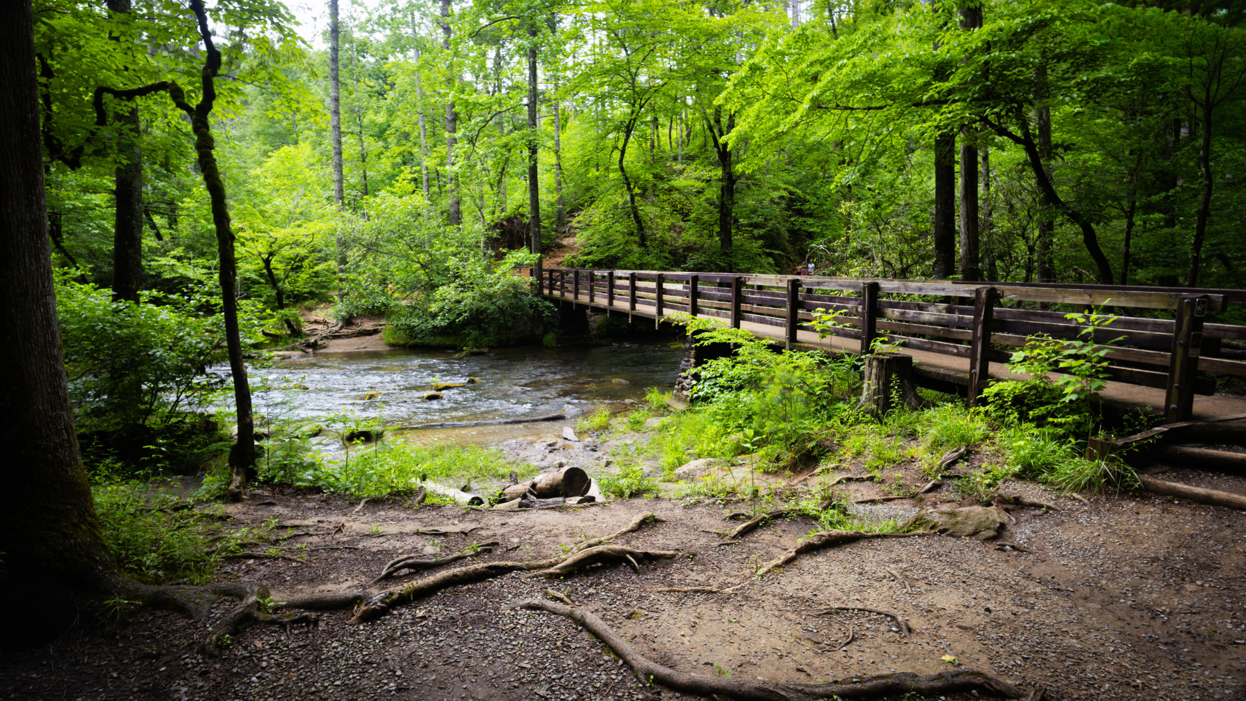 Abrams Falls Trail