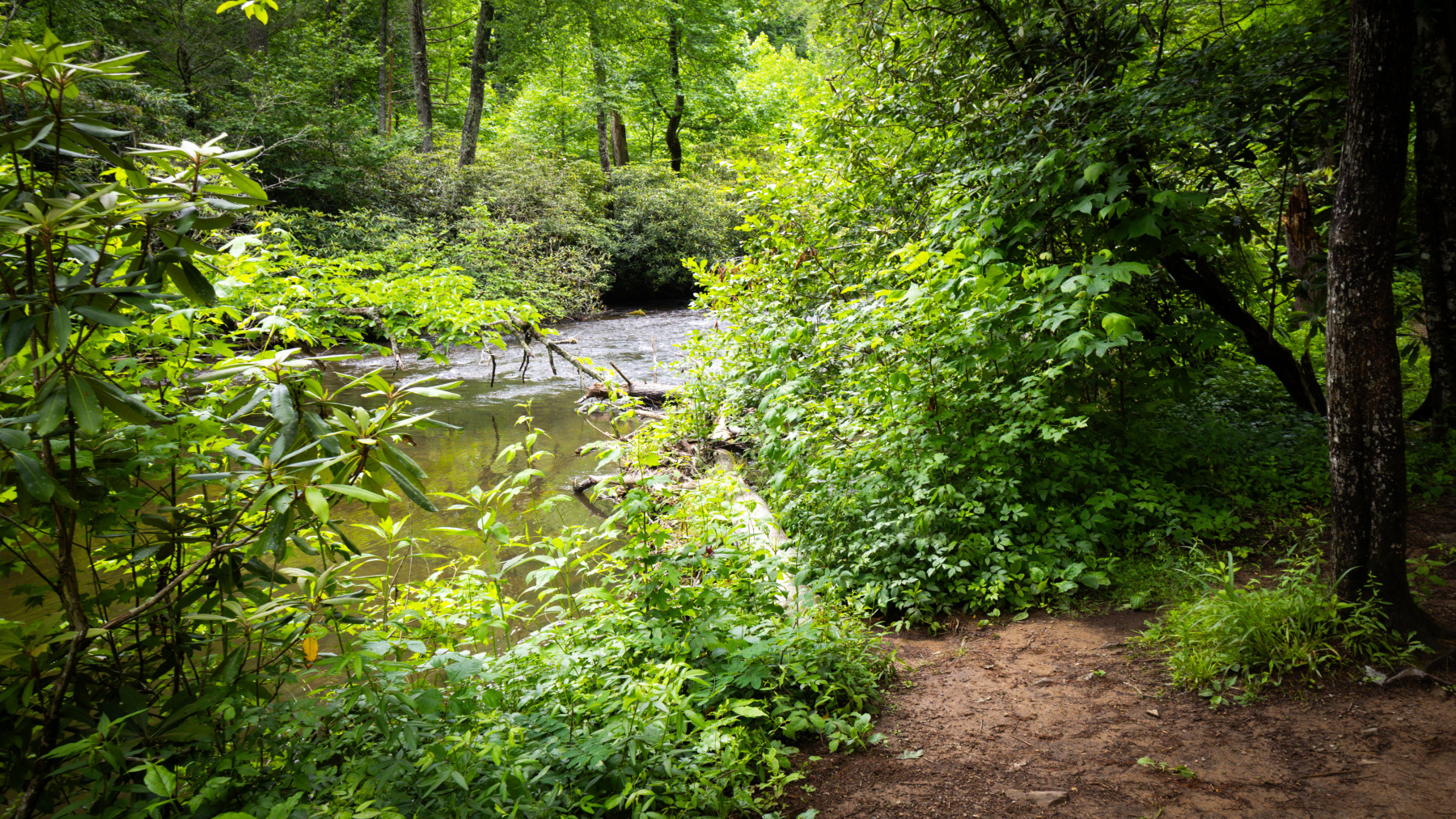 Abrams Falls Trail