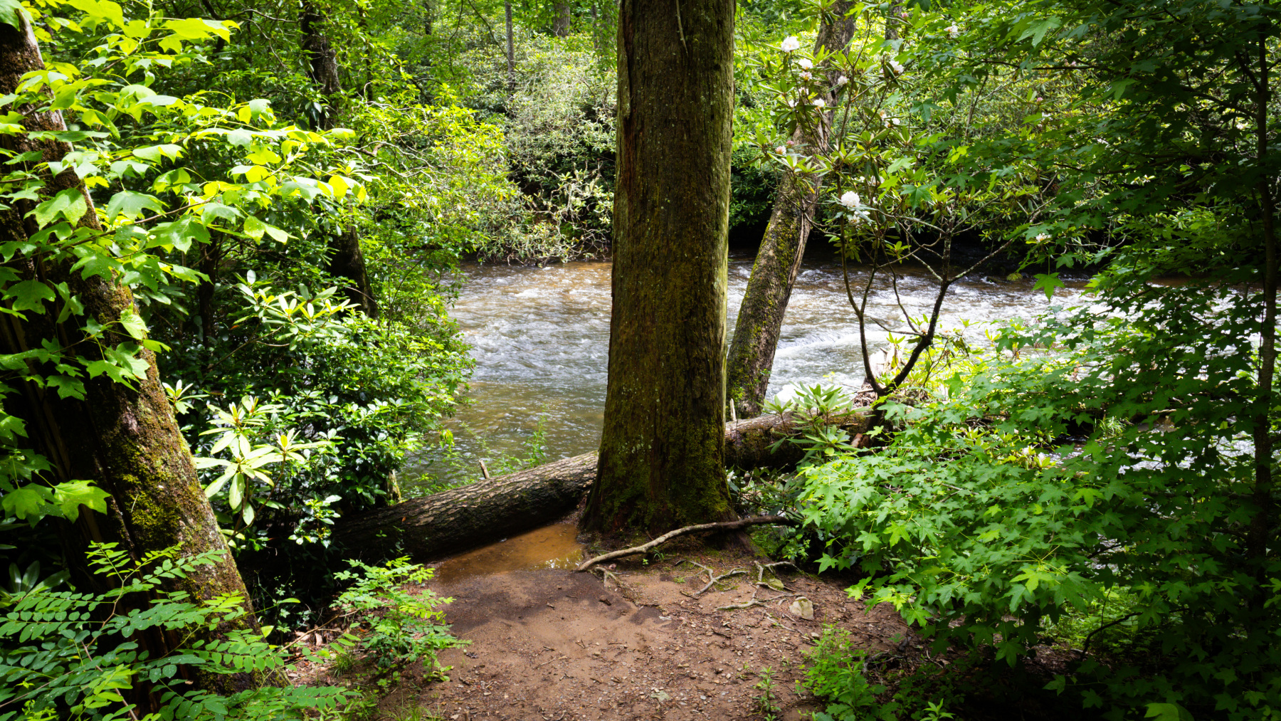 Abrams Falls Trail