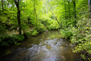 Abrams Falls Trail